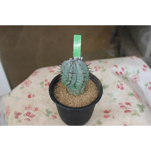 ユーフォルビア ホリダ Var Noorsveldensis ノースベルデンシス ３号鉢 Ui Foruhoridano Suebru 森農園ネットショップ 通販 Yahoo ショッピング