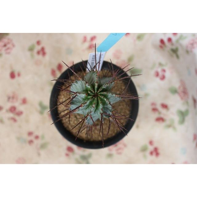 ユーフォルビア ホリダ Var Noorsveldensis ノースベルデンシス ３号鉢 Ui Foruhoridano Suebru 森農園ネットショップ 通販 Yahoo ショッピング