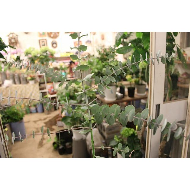 ユーカリ ユーカリ苗 苗木 銀世界 ６号鉢 Yu Kariginsekaif76 森農園ネットショップ 通販 Yahoo ショッピング