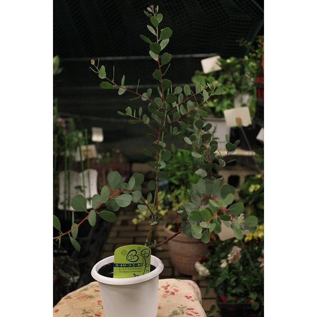 ユーカリ ユーカリ苗 ユーカリ ハートリーフ ウェブステリアナ ４号鉢ラッピング込 Yu Kariha Touebuv14 森農園ネットショップ 通販 Yahoo ショッピング