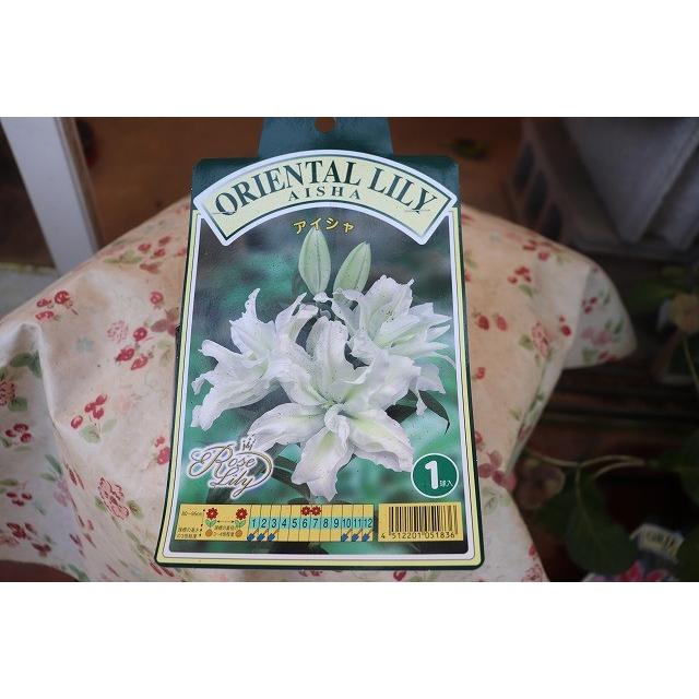 オリエンタルリリーダブル 八重咲 ユリ球根 アイシャ１球 Yuriaishayb90 森農園ネットショップ 通販 Yahoo ショッピング