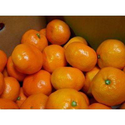 有田みかん Lサイズ 5kg 森崎農園 ふる里みかん 産地直送 和歌山産 送料無料(北海道・沖縄県を除く)|morisakinouen|02