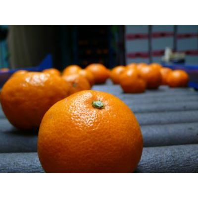 有田みかん 10kg M・Sサイズおまかせ 森崎農園 ふる里みかん ありだ