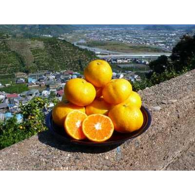 有田みかん 5kg M・Sサイズおまかせ 森崎農園 ふる里みかん ありだ