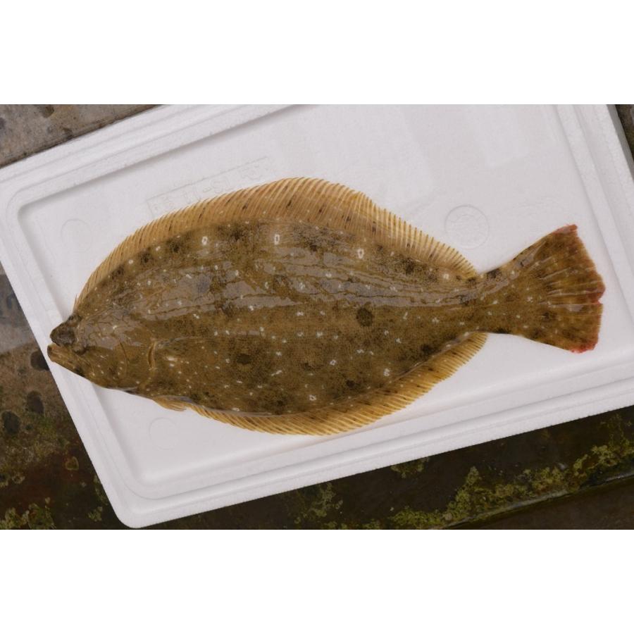 活〆 杜仲ひらめ 半身分 0ｇ 皮なし片面2枚おろし 養殖 刺身用 冷蔵 Hi0002 森商店yオンラインショップ 通販 Yahoo ショッピング
