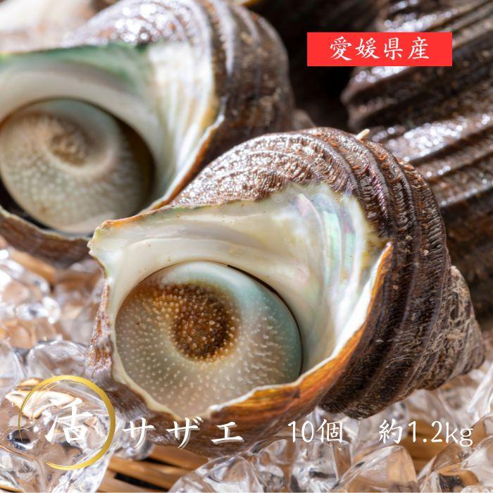 【送料無料】サザエ 10個セット さざえ 栄螺 ギフト グルメ セット 海鮮 海産物 バーベキュー BBQ お歳暮 海鮮バーベキュー : 海鮮 ...