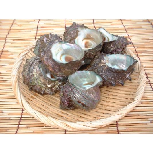 サザエ 玄海灘産 活 さざえ 1kg（7〜10ヶ） : 旬の肴問屋 もり多 - 通販 - Yahoo!ショッピング