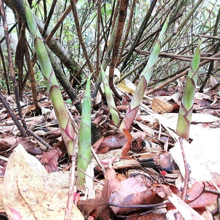 珍しい 予約販売 山菜 細竹 根曲がり竹 ２ｋｇ 国産 山形産 天ぷら お味噌汁 煮物 山菜そば うどん クール便 送料無料 Wantannas Go Id