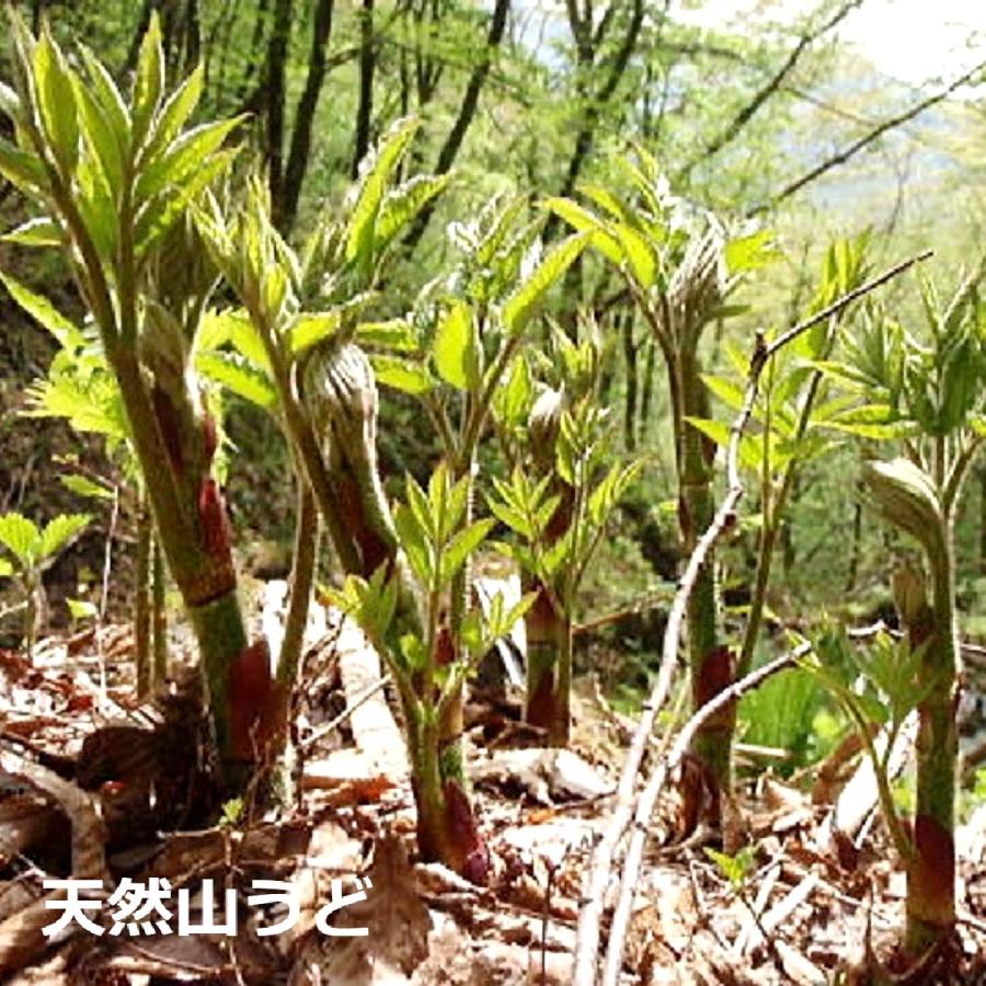 山菜水煮 国産天然 下処理済 簡単調理 山うど150gx3袋 煮物 炒め物 お味噌汁 天ぷら ごま和え｜moritodenen｜11