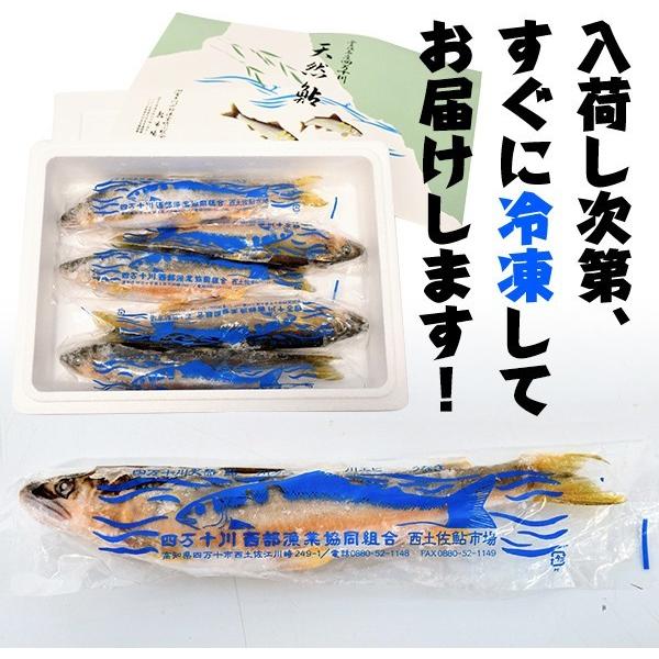 四万十川天然 鮎 （冷凍） Sサイズ 10匹セット 1匹約70g〜90g 個包装