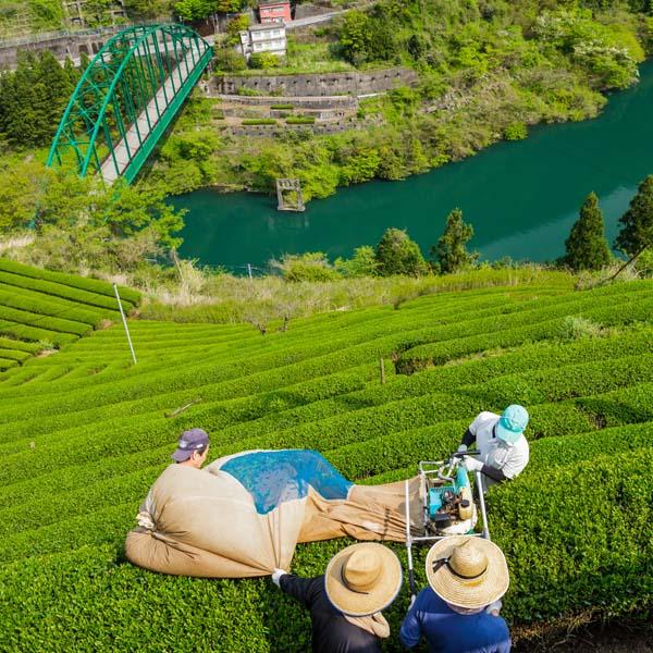 城西館プロデュース 選べる高知のかりんとう54g /銀不老かりんとう