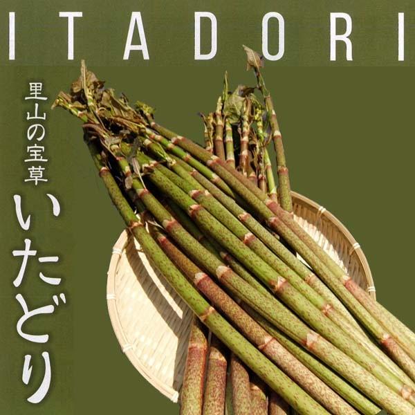 いたどり 2kg 冷凍 塩漬け 春の山菜 山菜の里 高知 土佐 スカンポ イタドリ Greensidepharmacy Co Za