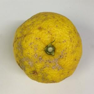 高知県産　本柚子　10キロ　農薬不使用 marin-online_10000298