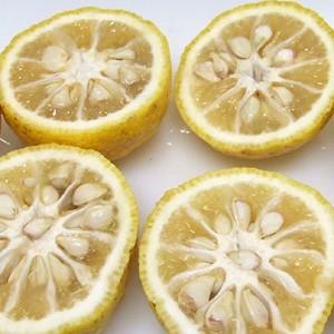 高知県産　本柚子　10キロ　農薬不使用 marin-online_10000298