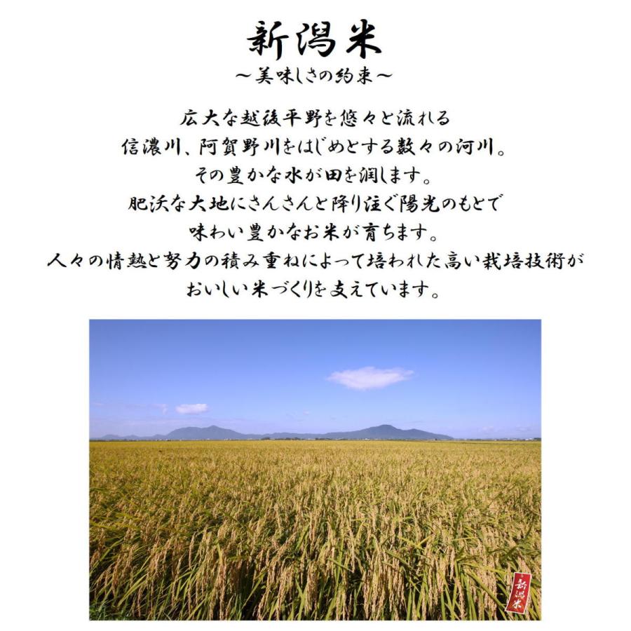 もち米 餅 米 お米 5kg 新潟県産 こがねもち 本州送料無料 令和5年産｜morochorice｜03