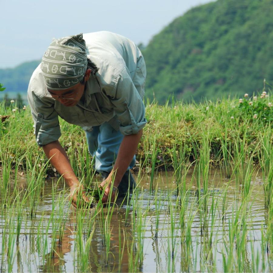 米 お米 10kg コシヒカリ こしひかり 佐渡産 特別栽培米  5kg×2袋 本州送料無料 令和5年産｜morochorice｜13