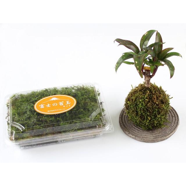苔 富士の苔玉キット(ハイゴケ) :k-1:苔の販売専門店モスファーム - 通販 - Yahoo!ショッピング 苔 富士の苔玉キット(ハイゴケ) :k-1:苔の販売専門店モスファーム - 通販 - Yahoo!ショッピング