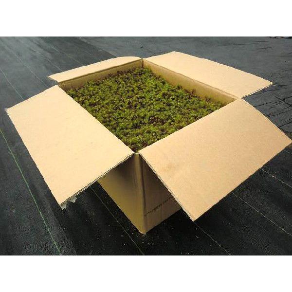 【送料無料】苔 庭園苔 スギゴケ 杉苔並品8枚入り（約0.8平米）（Yahoo!・杉苔の販売専門店モスファーム）