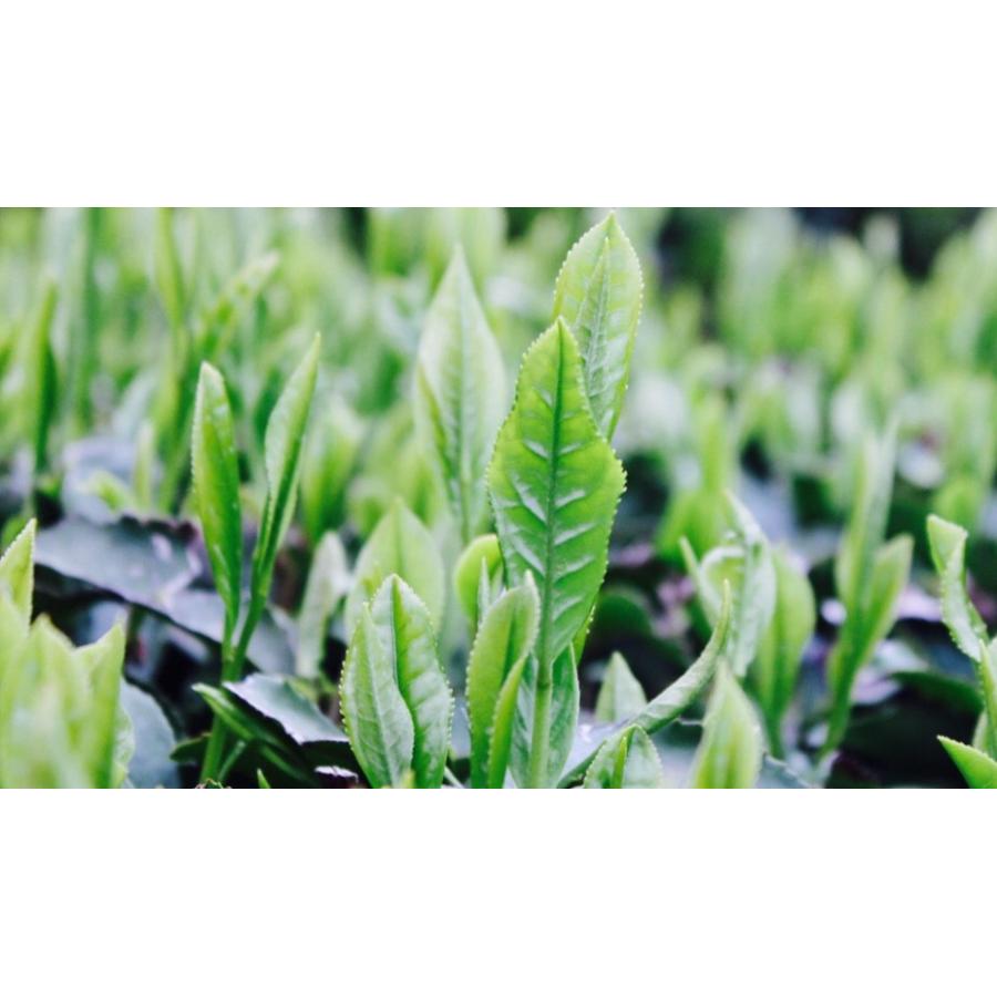 粉末玄米茶500g【もて茶って】 無添加 グルテンフリー 粉末茶 業務用 緑茶 玄米茶|motecha-ochanotamura|04
