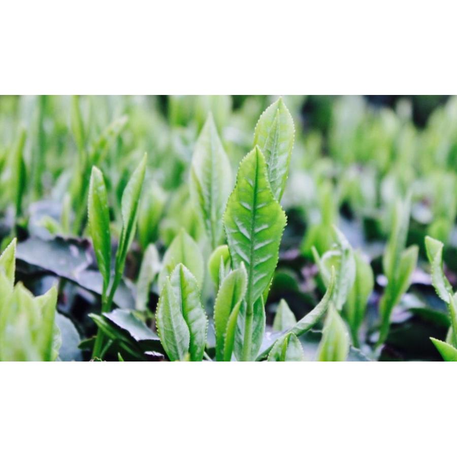 抹茶入粉末玄米茶500g【もて茶って】 無添加 グルテンフリー 粉末茶 業務用 緑茶 玄米茶 :MOTEGENMAICHA-M-500FU:もて茶って withお茶の田村 - 通販 - Yahoo!ショッピング 抹茶入粉末玄米茶500g【もて茶って】 無添加 グルテンフリー 粉末茶 業務用 緑茶 玄米茶 :MOTEGENMAICHA-M-500FU:もて茶って withお茶の田村 - 通販 - Yahoo!ショッピング