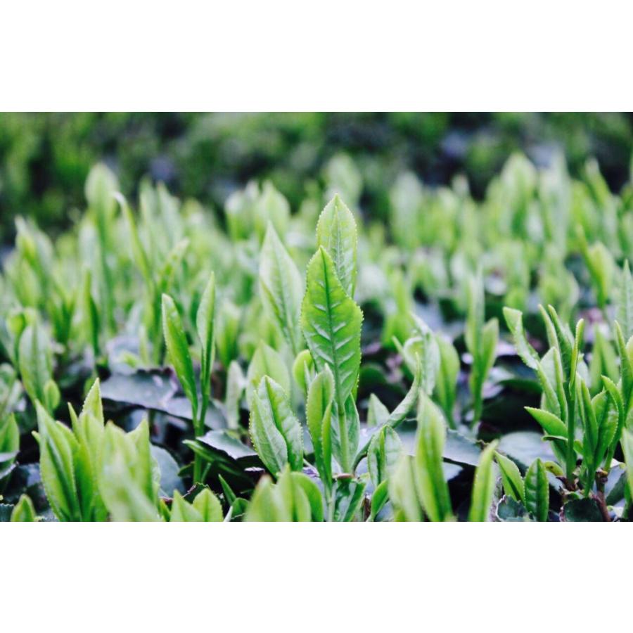 もて茶って 宇治 抹茶100g × 3袋 京都産 無糖 Matcha Kyoto もて茶って 宇治 抹茶100g × 3袋 京都産 無糖 Matcha Kyoto