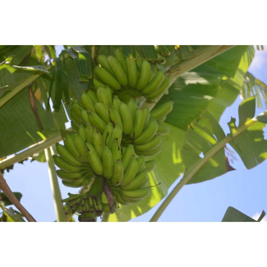 島バナナ 1房 １kg 1 5kg 生産販売 産地直送 Mk0001 熱帯果樹園motoi 通販 Yahoo ショッピング