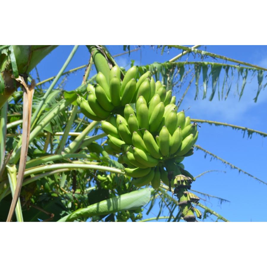 島バナナ 1房 １kg 1 5kg 生産販売 産地直送 Mk0001 熱帯果樹園motoi 通販 Yahoo ショッピング