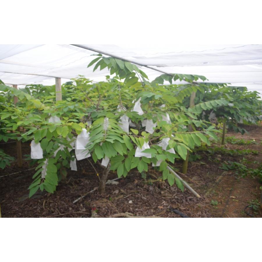 アテモヤ 1kg 2500円 : 熱帯果樹園MOTOI - 通販 - Yahoo