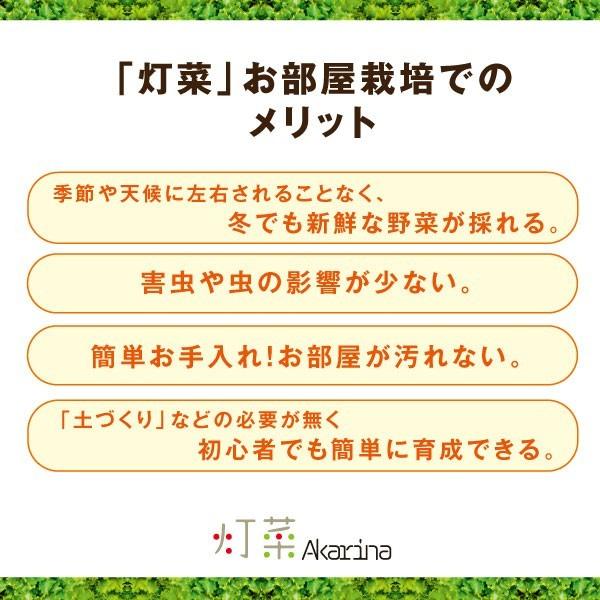水耕栽培器 Akarina01 灯菜 サラダ菜種子 液体肥料 スポンジ付