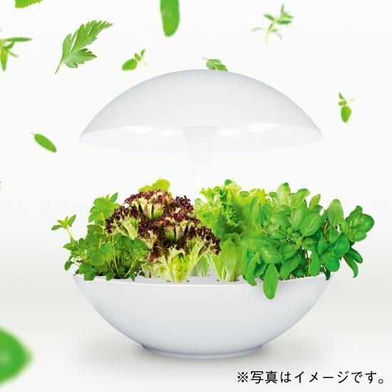 水耕栽培器 Akarina01 灯菜 サラダ菜種子 液体肥料 スポンジ付 水耕栽培器 Akarina01 灯菜 サラダ菜種子 液体肥料 スポンジ付