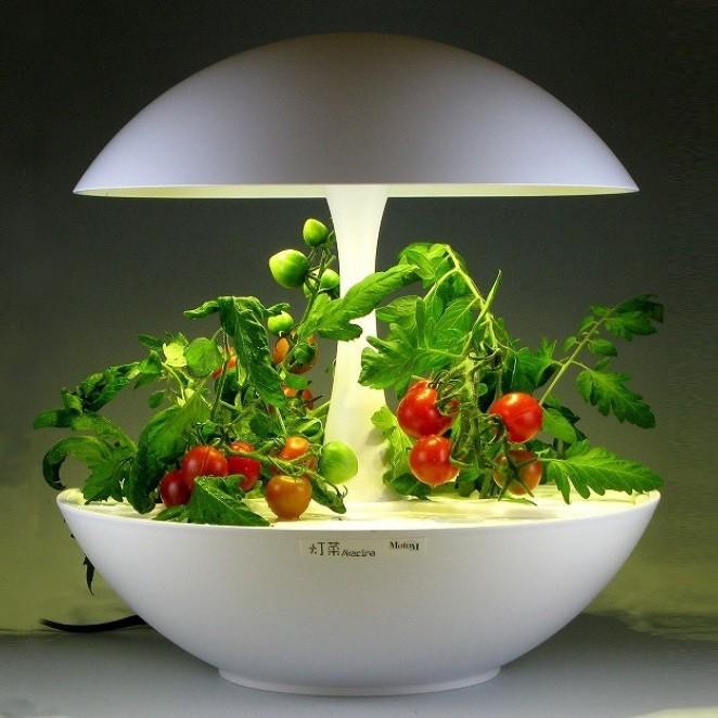 水耕栽培器 Akarina01 灯菜 サラダ菜種子 液体肥料 スポンジ付 水耕栽培器 Akarina01 灯菜 サラダ菜種子 液体肥料 スポンジ付