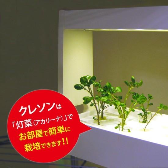 ハーブの種 クレソン水耕栽培用種子セット クレソンタネ約50粒 液体肥料50ml 培地スポンジ30個 定形外郵便なら送料340円 Mas07 灯り工房モトム ヤフー店 通販 Yahoo ショッピング