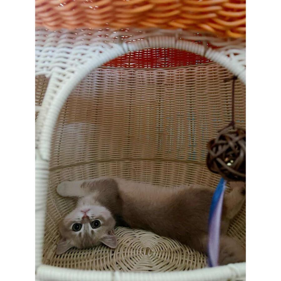 猫ベッドハウス ドーム型マッシュルーム，犬小屋 猫小屋キャット寝床