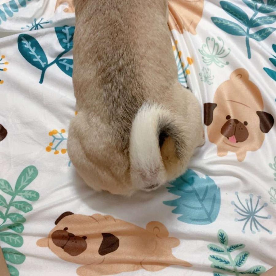 可愛いパグ毛布 犬柄ブランケットひざ掛け 夏かけ布団120x150cm PUG柄 可愛いパグ毛布 犬柄ブランケットひざ掛け 夏かけ布団120x150cm PUG柄