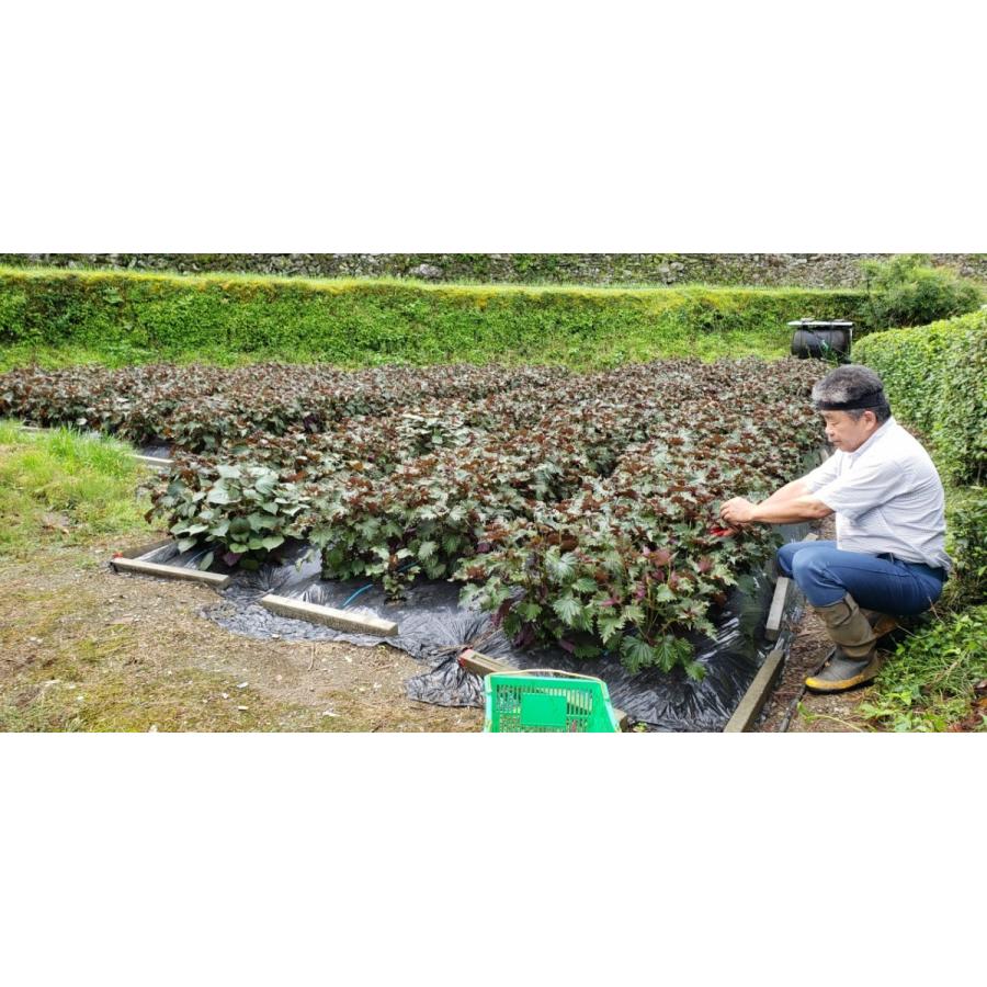 土佐れいほくビール「赤しそサワーエール」6本セット |  | 05