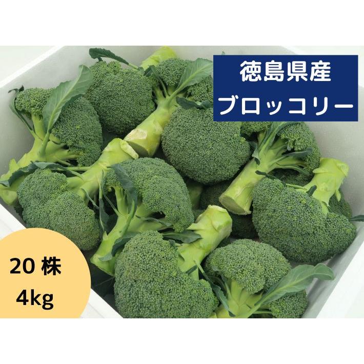 徳島県産 ブロッコリー 4kg Lサイズ 20株 20個 朝採り (メーカー名