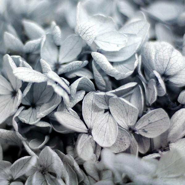 ソフトピラミッドアジサイ ヘッド ロイヤルブルー プリザーブド 