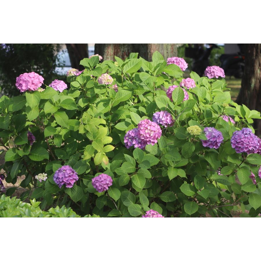 EOS Canon キヤノン 200D II ダブルズームキット 新品SD32GB付き Kiss