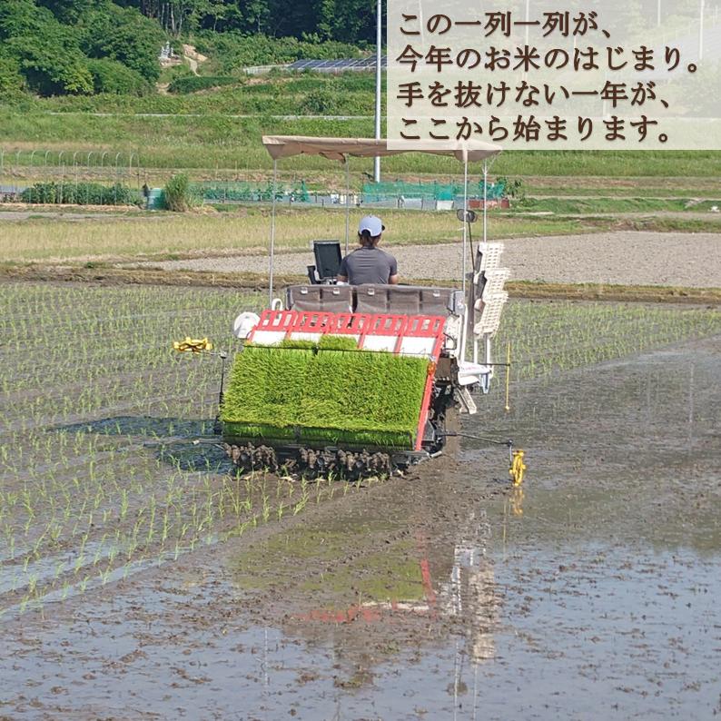 きぬむすめ 20kg 令和8年度 農家直送 お米（精米後、18kg程度となり