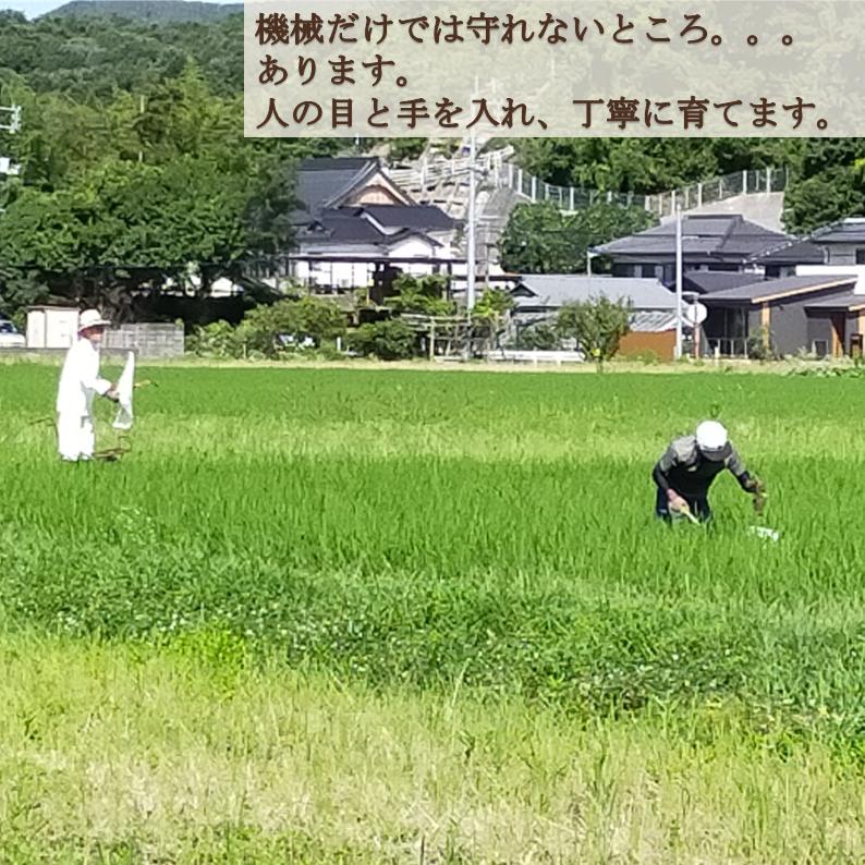 農家の新米20kg きぬむすめ 20kg 令和8年度 農家直送 お米（精米後、18kg程度となり