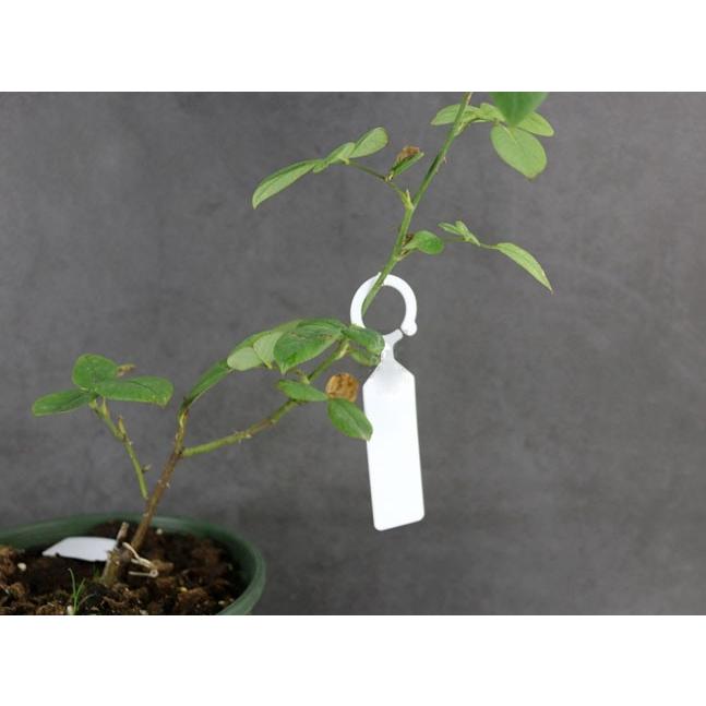 ガーデニングラベル 園芸用ラベル 植物タグ 植物ラベル 盆栽タグ 100枚 11 2 5cm ホワイト Gl01 エムズモノショップ 通販 Yahoo ショッピング