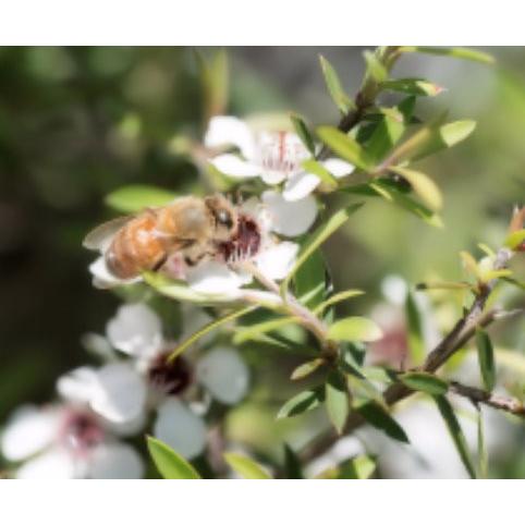 マヌカハニー はちみつ Dr.Bee 250g（150+）確かな品質純度100％ ニュージーランド産