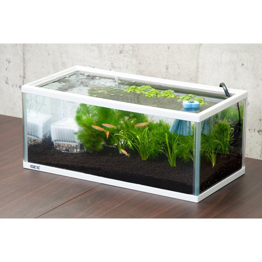 Gex メダカ メダカ元気 かんたん飼育セット L L メダカ 浮草セット Pch 熱帯魚 アクアリウム用品