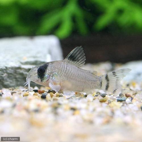 コリドラス オイヤポクエンシス 熱帯魚 Pch 熱帯魚 アクアリウム用品 エムティーイーのコリドラス オイヤポクエンシス Pchならショッピング ランキングや口コミも豊富なネット通販 更にお得なpaypay残高も スマホアプリも充実で毎日どこからでも気になる商品