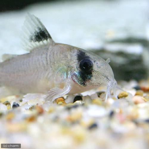 コリドラス オイヤポクエンシス 熱帯魚 Pch 熱帯魚 アクアリウム用品 エムティーイーのコリドラス オイヤポクエンシス Pchならショッピング ランキングや口コミも豊富なネット通販 更にお得なpaypay残高も スマホアプリも充実で毎日どこからでも気になる商品