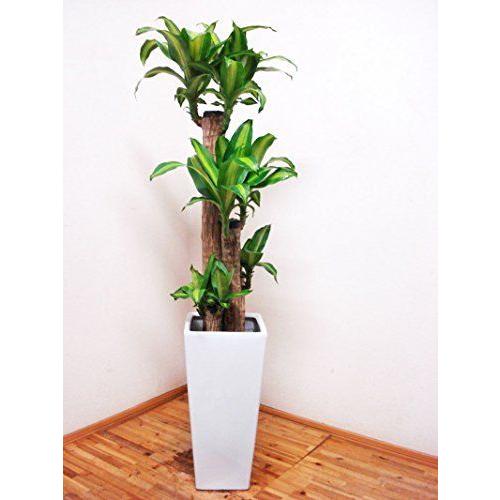 注目の 花言葉は幸福 人気のロングスクエア陶器鉢仕立てのドラセナ マッサンゲアナ 幸福の木 4本仕立て 130センチ前後 9号 エムティマート 通販 Yahoo ショッピング 新しいコレクション Rjpinfotek Com