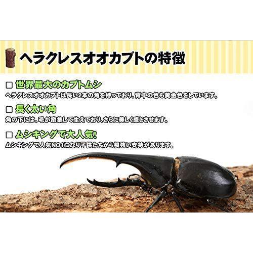高速配送 むしや本舗 超大型170ミリ種親の子孫 ヘラクレスオオカブトの幼虫 オスメスペア 3令初期 昆虫 カブトムシ幼虫 ペット 生体 激安特価 Futbolcarrasco Com