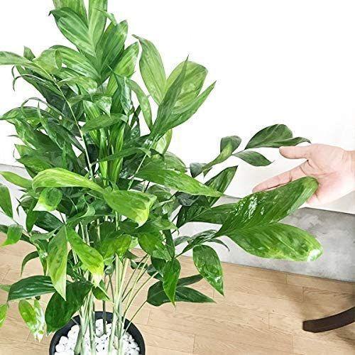 日陰や寒さに強い 観葉植物 やしの木 ブラックセラアート鉢 ブラックセラアート鉢 エムティマートの高性チャメドレア 本物 インテリア ヤシの木 観葉植物 高性チャメドレア エムティマート