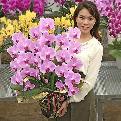 日本ンストア ふじみ野ラン園 幸せが飛んでくる胡蝶蘭 生花 お中元 お誕生日ギフトに最適 ご自宅用としても楽しめる花持ち抜群胡蝶蘭3本立ち ピンク 厚紙 ジャパン 通販 Sbdkab Go Id