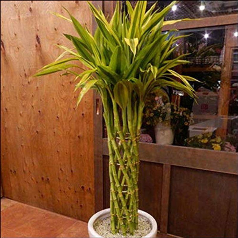 公式 オンライン ショップ 通販 観葉植物 新築祝い 幸運の竹 ラッキーバンブー ミリオンバンブー ホワイトインテリア陶器鉢オフィスやリビングなどに ドラセナ サンデリアーナ Yahoo ショッピング 000 エムティマート 販売通販売 Upliftingstar Com